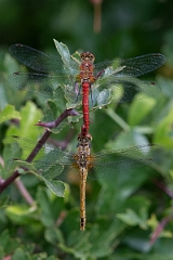 David Plant Photography - Wildlife Photography - Ruddy darter - S